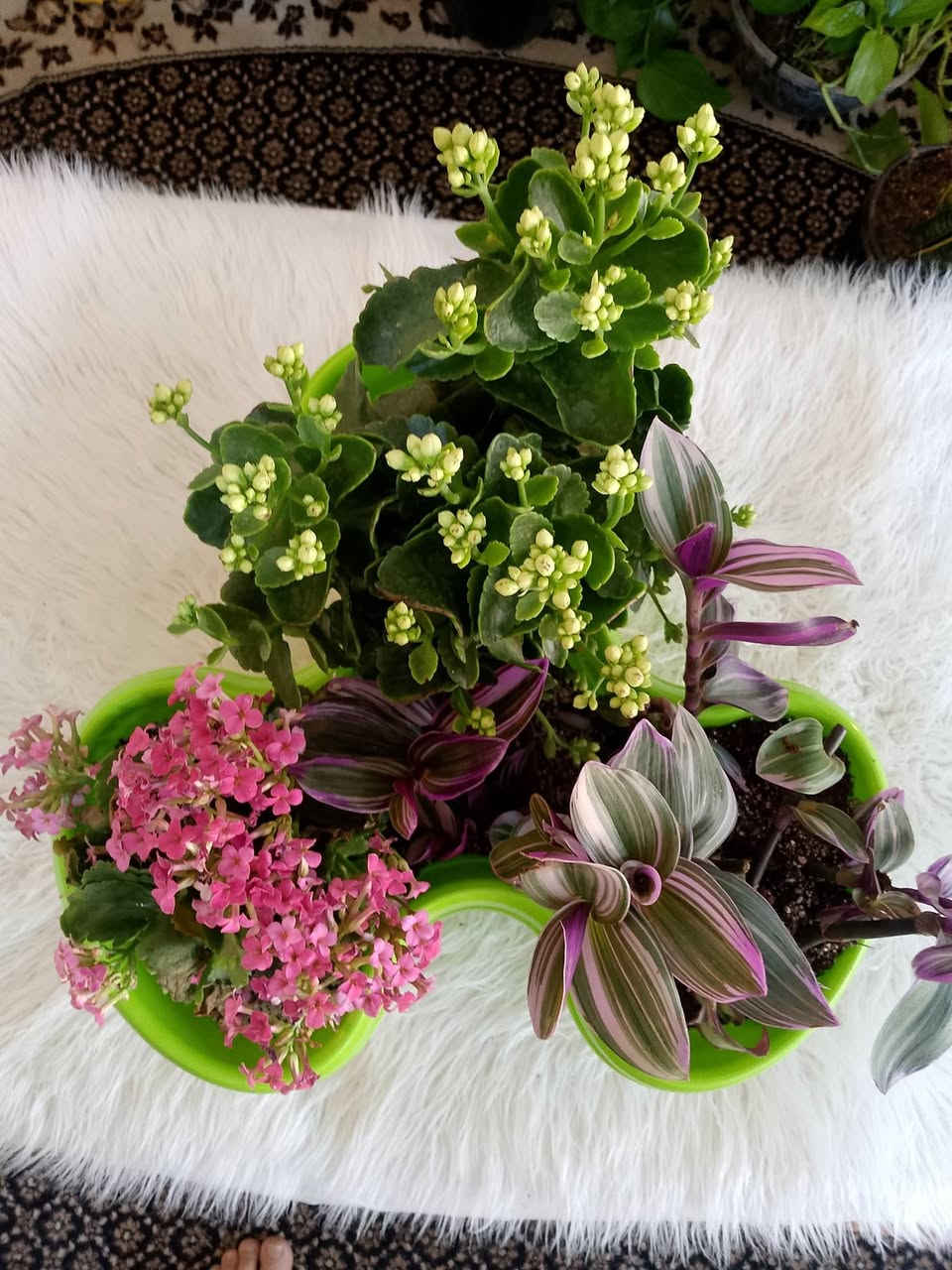 حوض نبات كامل 15الف عرض اليوم


**إذا كنت صاحب هذا الإعلان وتريد حذفه لأي سبب، رجاءا أرسل رسالة إلى الدعم الفني**