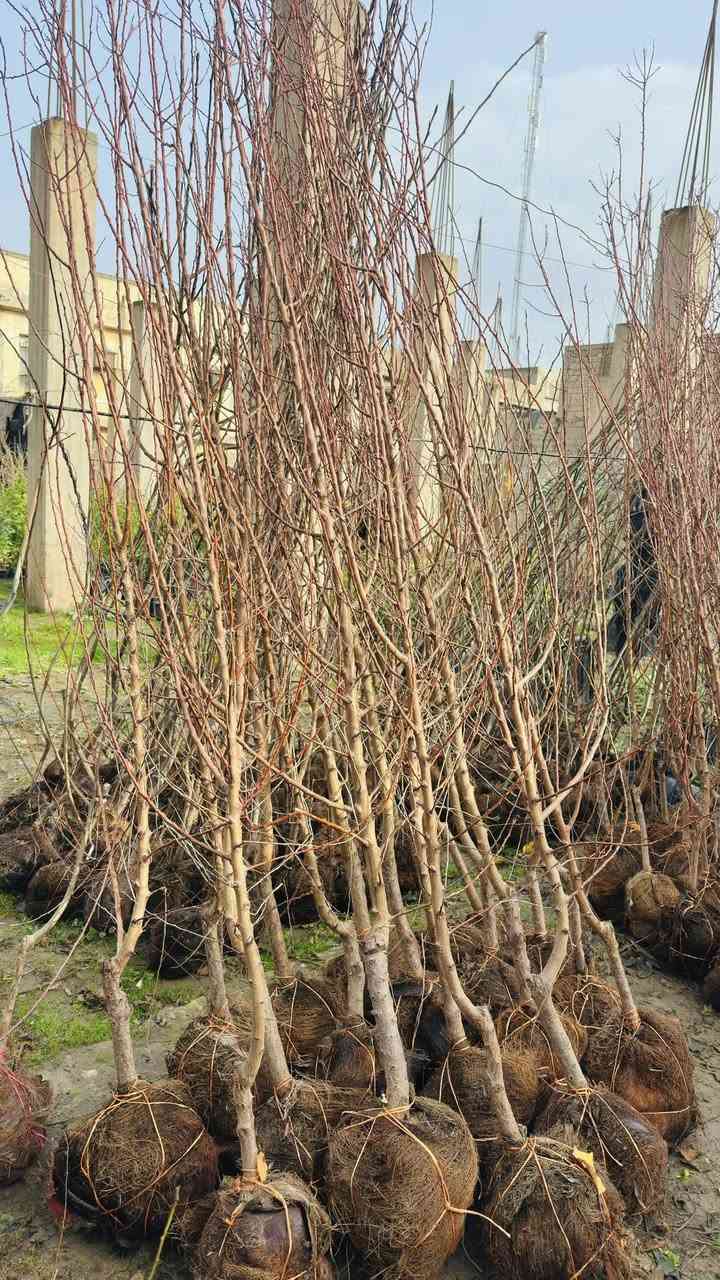 السلام عليكم وصول وجبة جديدة من الاشجار النفضيه بأحجام وانواع مختلفة #م مشتل الزهرة البيضاء مقابل افران البركة مجاور مطعم حكاية وماركة الغانم 
هـ***********
