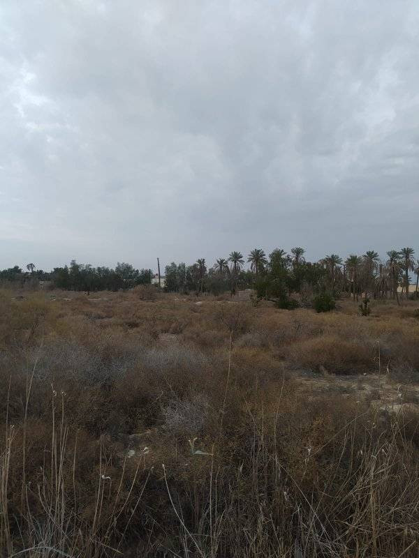 بسم الله الرحمن الرحيم اسعد الله اوقاتكم احبتي يتوفر لدينا 11 دونم للبيع طابو زراعي عراقي تحويل عنوان البصره ابو الخصيب حمدان معاريف سعر دونم 310 وبيه مجال مع كافه الخدمات ما كهرباء مدارس ***********
