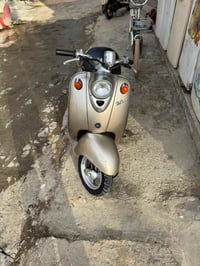 فينو • مصريه • فحل