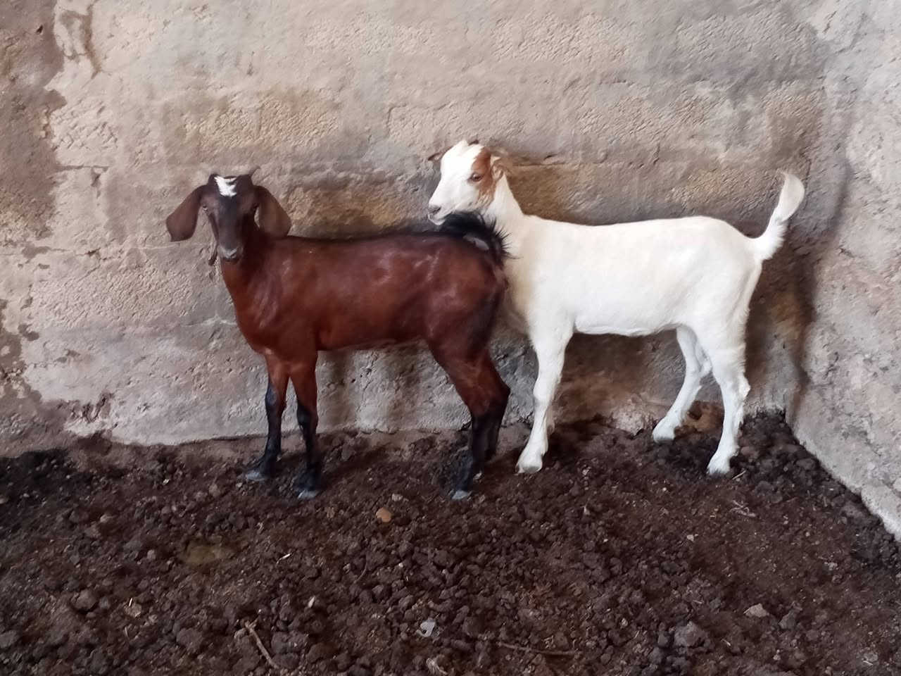 يوجد صخلات قطريات اصليه شرط نصاحه مال جنايه المكان بيجي حي العصري رقم الهاتف ***********
***********
يوجد صخلات قطريات اصليه شرط نصاحه مال جنايه المكان بيجي حي العصري رقم الهاتف ***********
