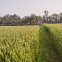 ارض زراعيه • ٦ دونم • بيتين وبستان