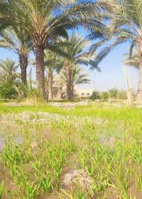 حله ورديه • ٦ دوانم • طابو زراعي