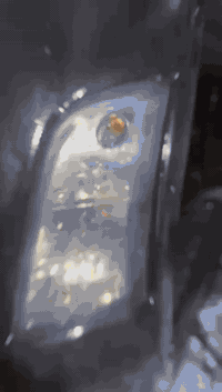 سلام عليكم ماكس بوليس.
دراجه هندر وسلف كبل تشتغل دراجه نضيفه كلشي بلادي كفراته السود ذن تجاري وكفراته البلاديه مال رمبه ضامهن. كلشي يشتغل بيه اله العداد مال سرعه مايشتغل مال بانزين يشتغل مستعجل علا بيعته سعر 650 وبيه مجال حك الجيه متواجد واتساب ***********
