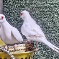 زوج حمام • حمام ملكي • شرط الإنتاج