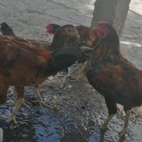 دجاج عرب • دجاج بلدي • دجاج • ديوك • دجاجات • طيور
