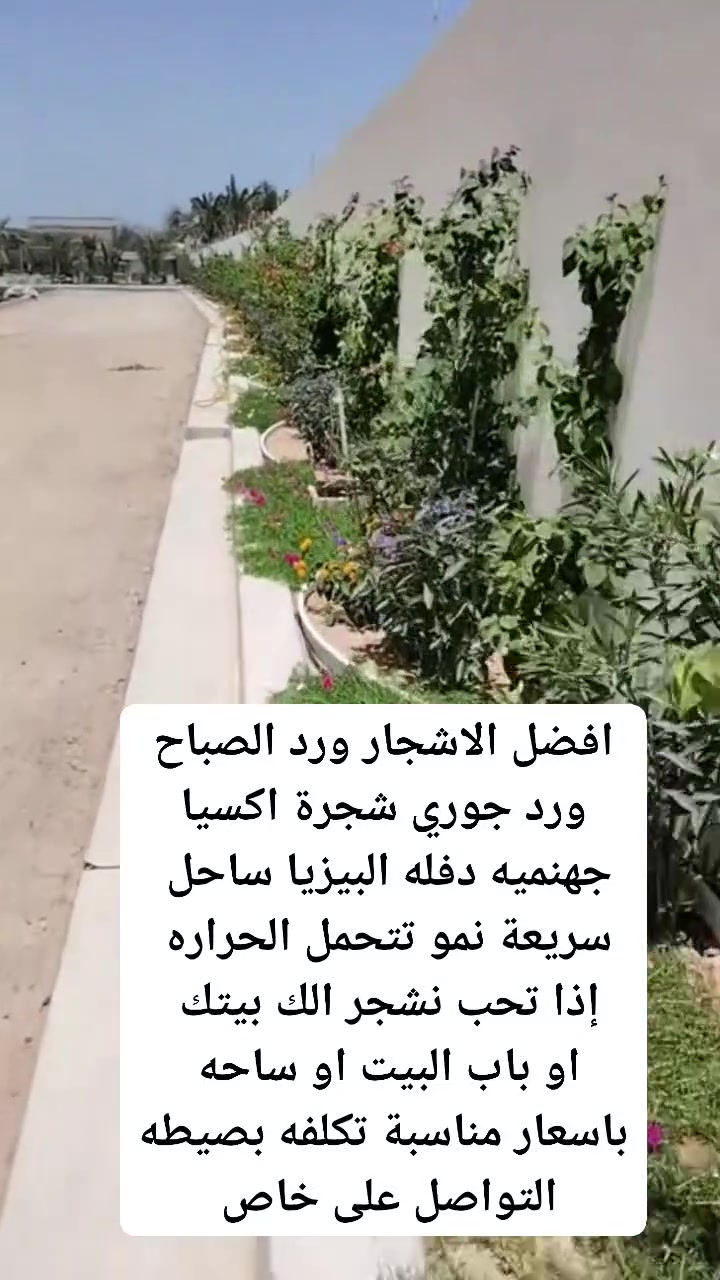 إذا عندك مساحة لا ضيع الوقت 

سعر شجرة اكسيا الفين دينار ارتفاع 90

البيزيا ساحل جهنميه متسلقه دفله 

كل شجره تحتاج شبك داير ما داير المتر الف او نص 

نحفر المكان نجيب الك شتل الباب البيت إلي يزرع كميه كبيره اله خصم كل المواد مع العمل علينه فقط عليك التواصل على خاص ومن الله التوفيق


**إذا كنت صاحب هذا الإعلان وتريد حذفه لأي سبب، رجاءا أرسل رسالة إلى الدعم الفني**