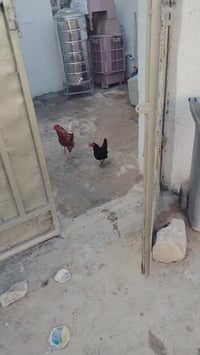 مشتمل • منطقة ساهرون • ١١٠م