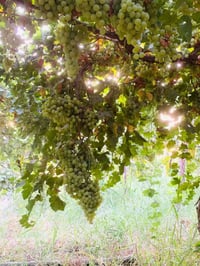 دونمين طابو زراعي تحويل مباشر دونم مزروع عنب كما واضح بل صور ودونم فار...