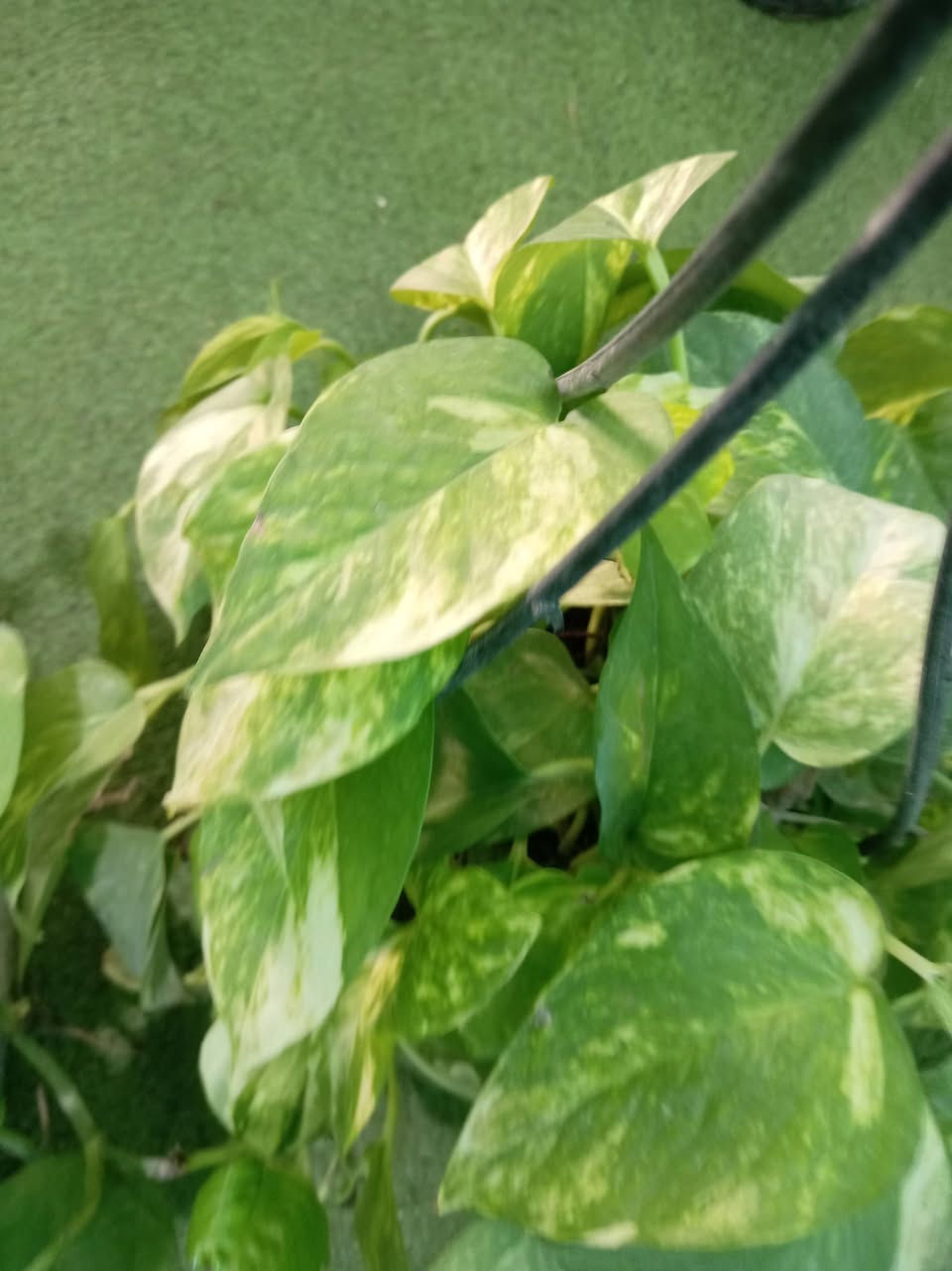 مثل ماعودناكم زبائننا الكرام ومسائكم الله بالخير 
ألان #وصول وجبه من النباتات الضليه والشمسيه 

كل ماهو جديد وغريب تجدونه لدى مشتل حدائق اهلنه   
للاستفسار مراسله الواتساب . ***********

يوجد لدينا خدمه توصيل ناحية الحمزة فقط🚐 

يوجد كادر تنضيف وزراعه

العنوان بابل الحمزه الغربي ع 

حي الحسين قرب عباس برهي للجمله 

 مقابيل مدرسة المكرمه 

زيارتكم تشرفنا
