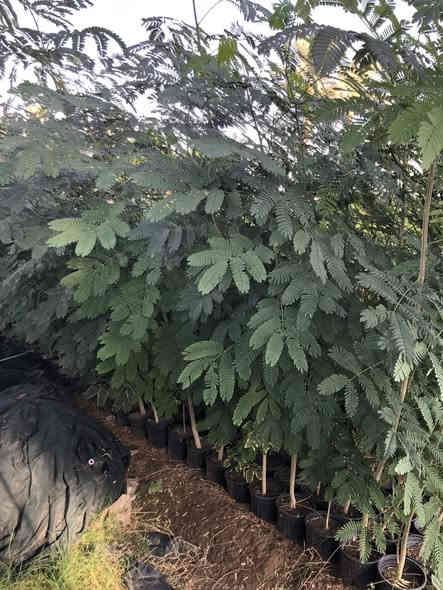 ياالله .البيزيا لبخ خشنة وحلوه
ارتفاع من متر للمتر ونص 
العنوان طريق حلة كفل منطقة ابو سميج 
***********
***********
