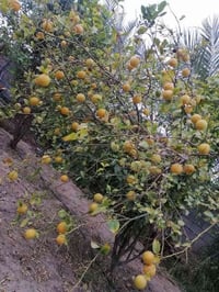 مزرعة • بين النجف والمناذرة • ٣ دونم