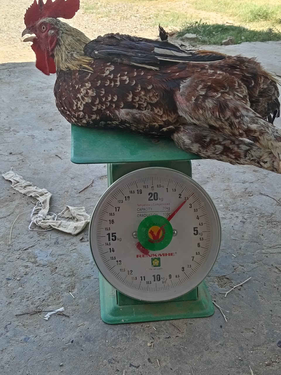 السلام عليكم 
ديوكة عرب للبيع درجه اولى 
الشراي يتصل 
***********
