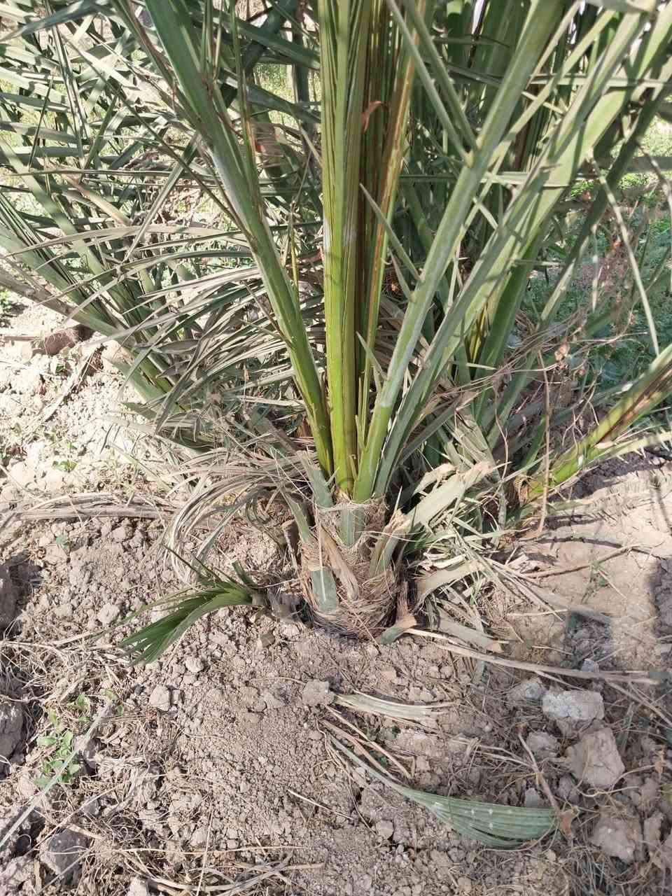 متوفر فسائل استعمران وخضراوي باحجام مختلفه توصيل وشتال حسب الاتفاق ومستعدون انشاء بساتين*********** ابو احمد عمارة, ميسان
