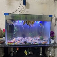 75 قفل • حامل 12 سمكة • ماطور اوكسجين 2