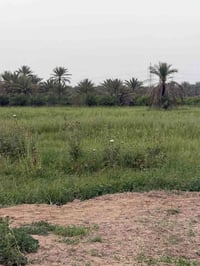 وبركاته اخواني دوانمين2البيع واجها 50متر بغداد الراشدية جميع خدمات متو...