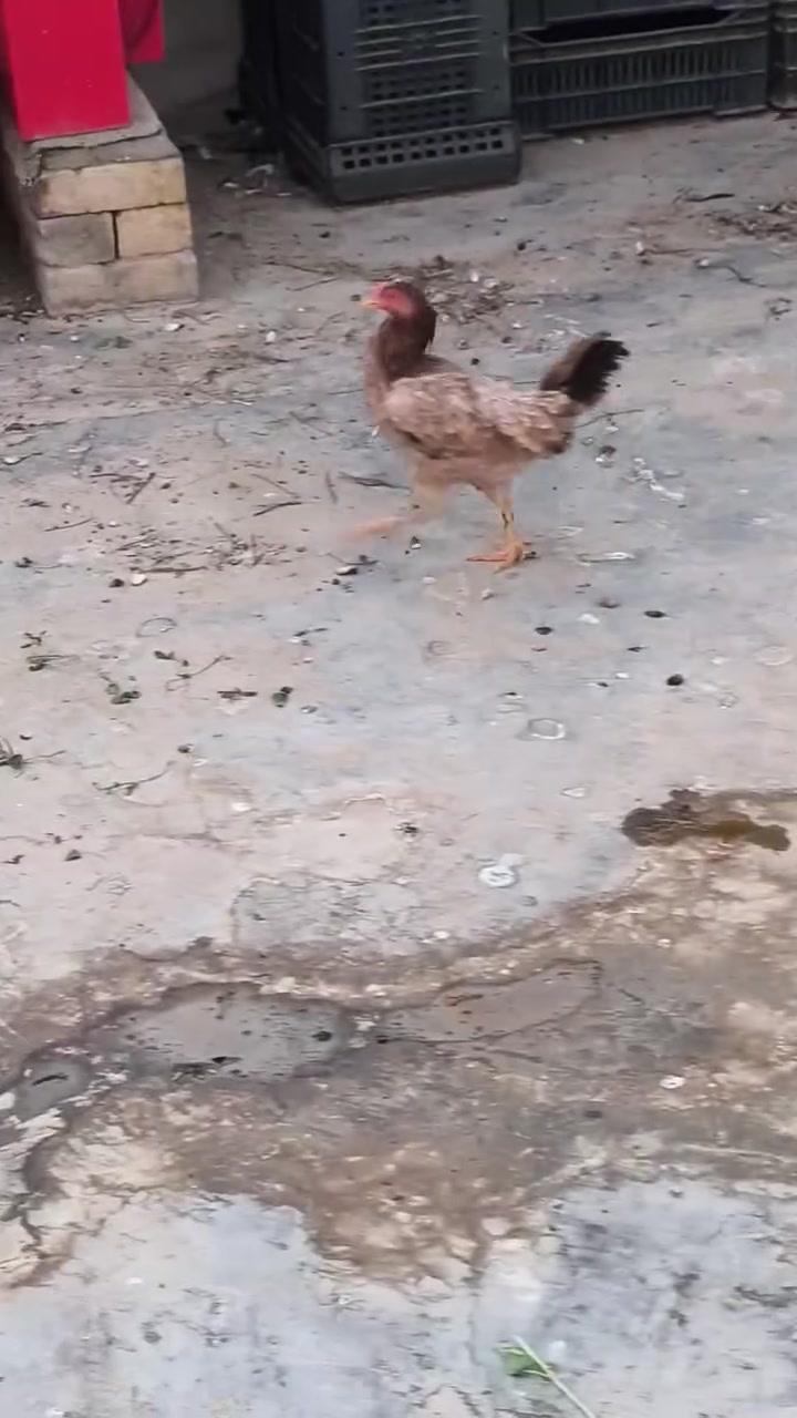 @دجاج عرب للبيع كله بياض وشرط البيض يوميه وديوجه عدد3  عرب شمسي وديج عرب ابيض صافي  وفرخاتهن شراي يراسلني ويدلل


**إذا كنت صاحب هذا الإعلان وتريد حذفه لأي سبب، رجاءا أرسل رسالة إلى الدعم الفني**