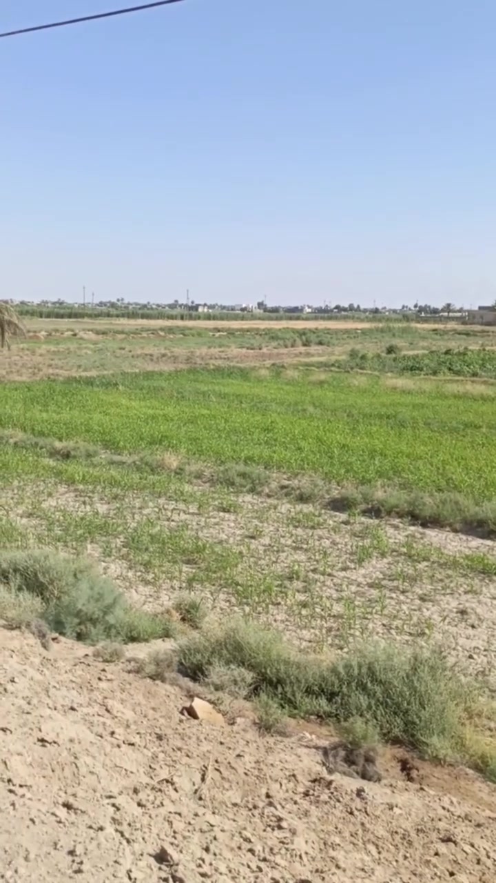 الموقع/الانبار/ جزيره الخالديه /البوعبيد /قرب البنومان
-للاستفسار/***********

-الارض طابو زراعي سند 25 ملك باسم شخص واحد
