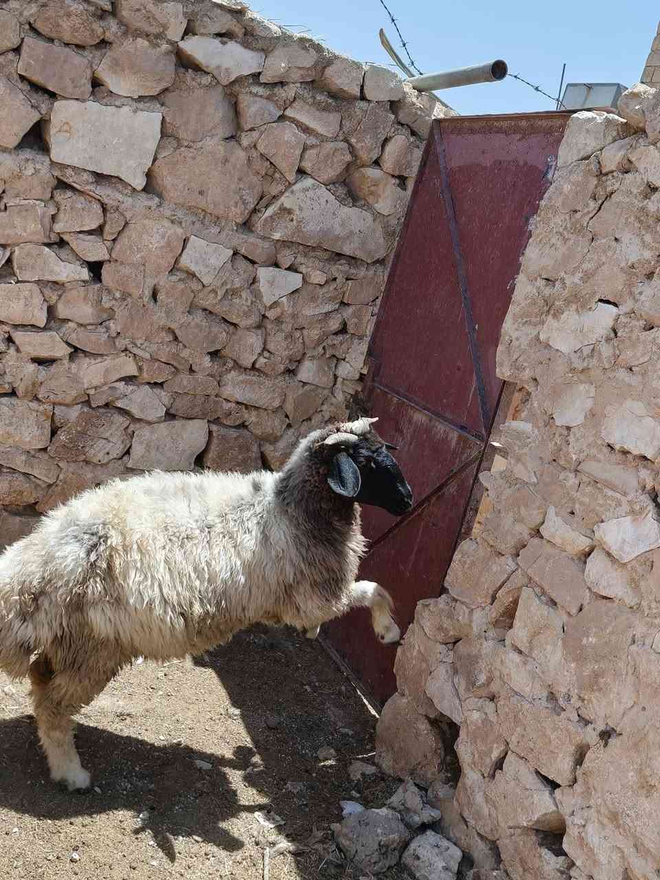 متاح نعجه ثنيه مضروبه سفنجه شرط نعجه خشنه وشكه طويله وسمن قفل لحم وشحم طلع لحم ٤٠فوك نعجه رقم واحد حلال نضيف درجه اوله وين جنايه عل حلال نضيف رقم واحد مايعر قيمته لا خابرني شرط مضروبه سفنجه سعر خاص مكان بروانه سنجك يوجد توصيل حسب لاتفاق ***********
