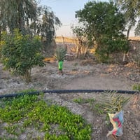 مزرعه • ٤ دوانم • سند ٢٥