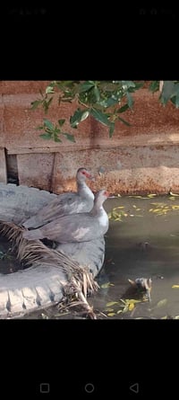 نثايات مصرية • بدون بيض • الهوير