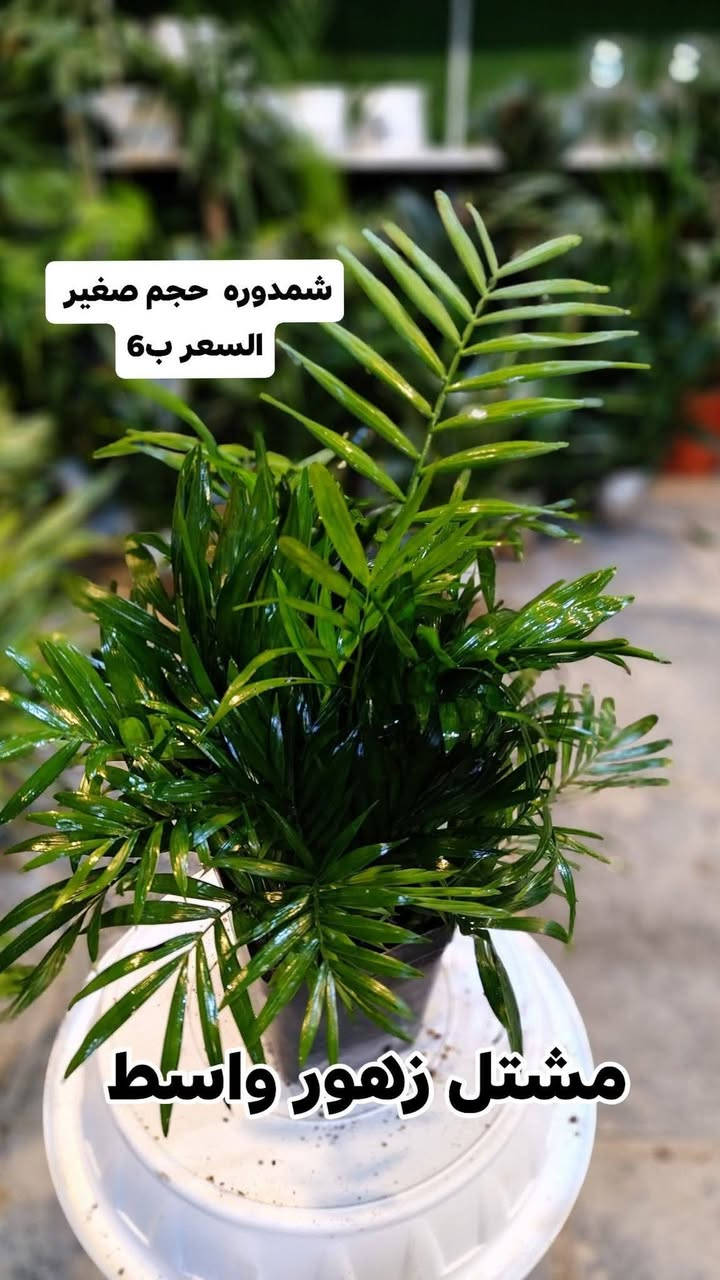 جميع انواع النباتات الظليه في مشتل زهور واسط أهلا وسهلا بيكم
يفتح المشتل طيله ايام الاسبوع من الساعه 8:00 صباحا والى الساعه 7:00 ليلآ
#مشتل_زهور_واسط العنوان كوت فلكه الحاوي شارع مجمع دمشق الطبي مقابل ابتدائية الكوت للتعليم الأساسي #يوجد_توصيل_داخل_الكوت
*********** لطلب والاستفسار واتساب  او مراسله الصفحه الشخصيه بلال الواسطي🌹😊
