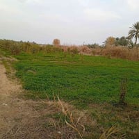 جبيل الصويرة • ٣٩ دونم • نخيل وحمضيات