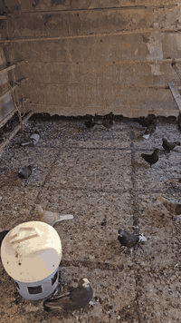 متاح حمام لوت زوج ع ٢٠ شلع اريد اصقط شرط الوت مامتفرغ الهن مكاني بغداد...