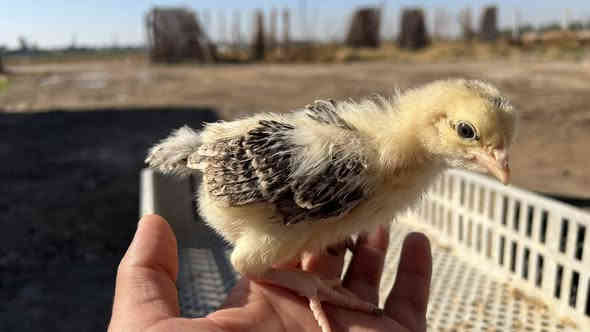 متاااح
.افراخ.عرب
العمر (12) ايام س الزوج (1850)جمله 

العدد مفتوح
عنوان بغداد التاجي معسكر باب الاول

يوجد توصيل جميع المحافظات عل مشتري

***********
***********
***********
واتساب
***********
