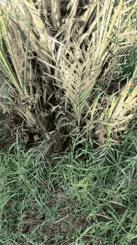 فسايل • عمراني درجه اولى • واسط قضاء الصويره