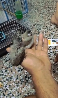 بلابل عرب • طيور زينة
