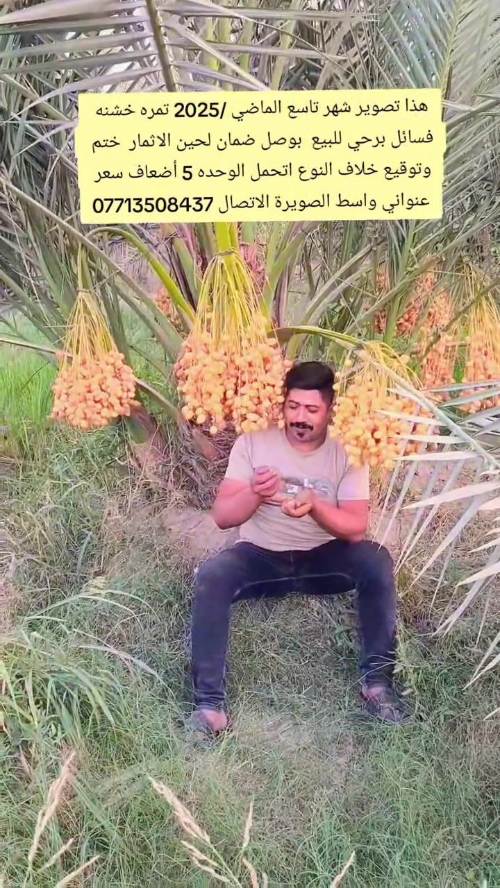 السلام عليكم تحيه حب واحترام كل من يتابع الصفحه بتاريخ /14/5/2026/ يتوفر فسائل برحي قلع من تحت الام و مجذر/  وايضا يتوفر فسائل بريم و مكتوم القلع بحضور المشتري وصل ضمان لحين الاثمار خلاف النوع اتحمل كافة المسؤوليه عنواني واسط الصويرة الاتصال*********** اخوكم علي الشمري البيع النخيل
