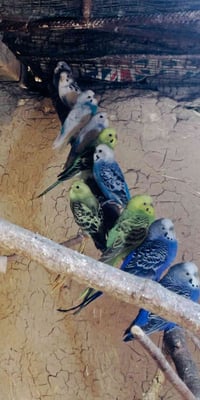 طيور حب • ٥ للبيع • مدللة