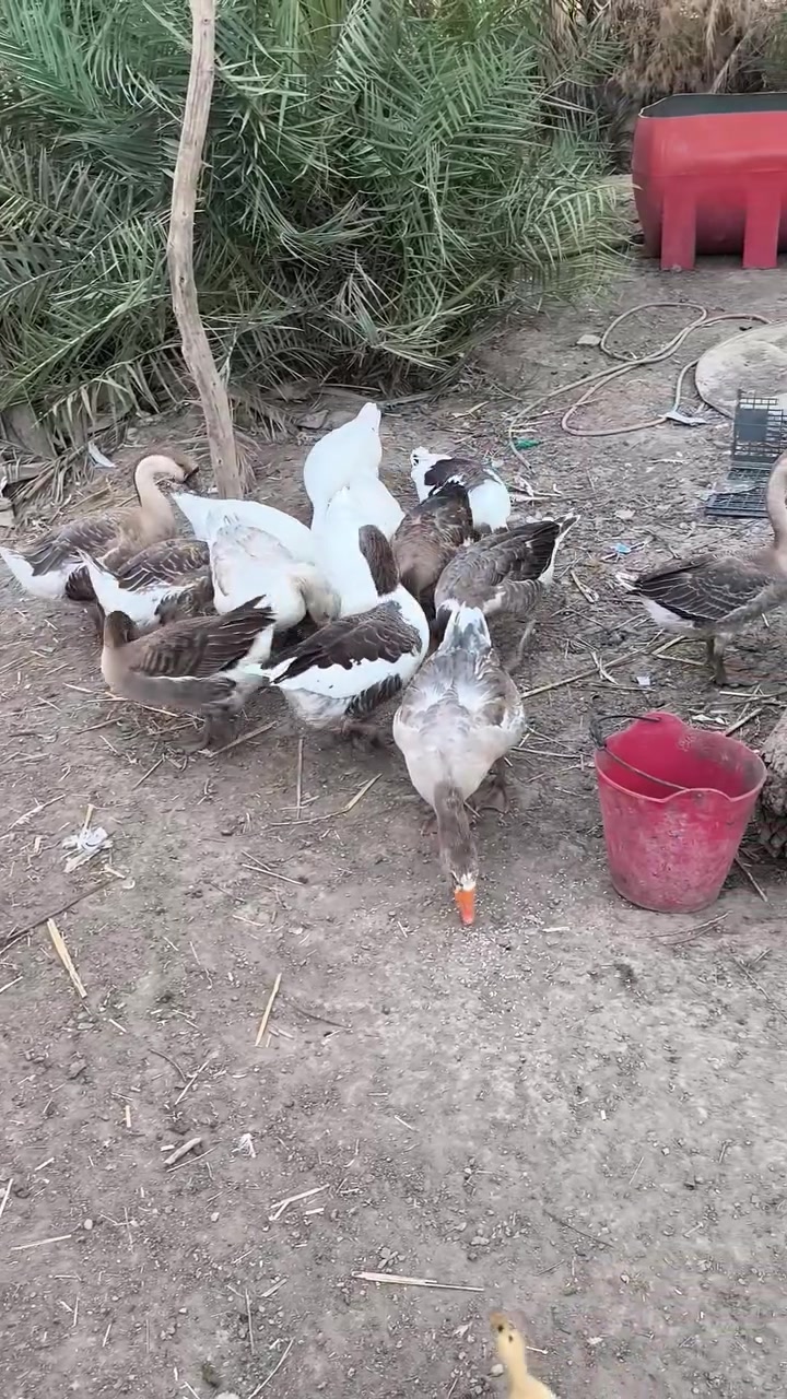 متاح بطوط عرب كله حايل وكبار  وسمان ونضيف شرط النضافه والصحاوه سعر الزوج ٤٥
توصيل موجود 
المكان الديوانية...***********
