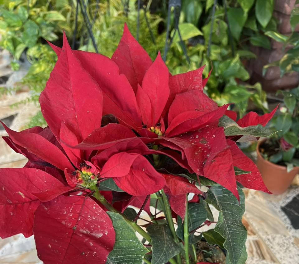 علىً بركة الله 

يعلن مشتل تل الورد 🌹🌹🌹
بادارة قصي السلطاني 🌺
عن وصولة وجبة جديدة من الظليات 
كما موضح بالصور ادناه 
وباسعار مناسبة 
كل ماعليك زيارة مشتل تل الورد 🌹🌹🌹
العنوان بابل المدحتية شارع ربيانه  قرب المركز الصحي 
مقابل مدرسة المجتبى الابتدائيه 

للاستفسار فقط وات ساب ع الرقم ***********
توجد خدمة توصيل فقط بابل 🚕
واهلا وسهلا🥀🥀
