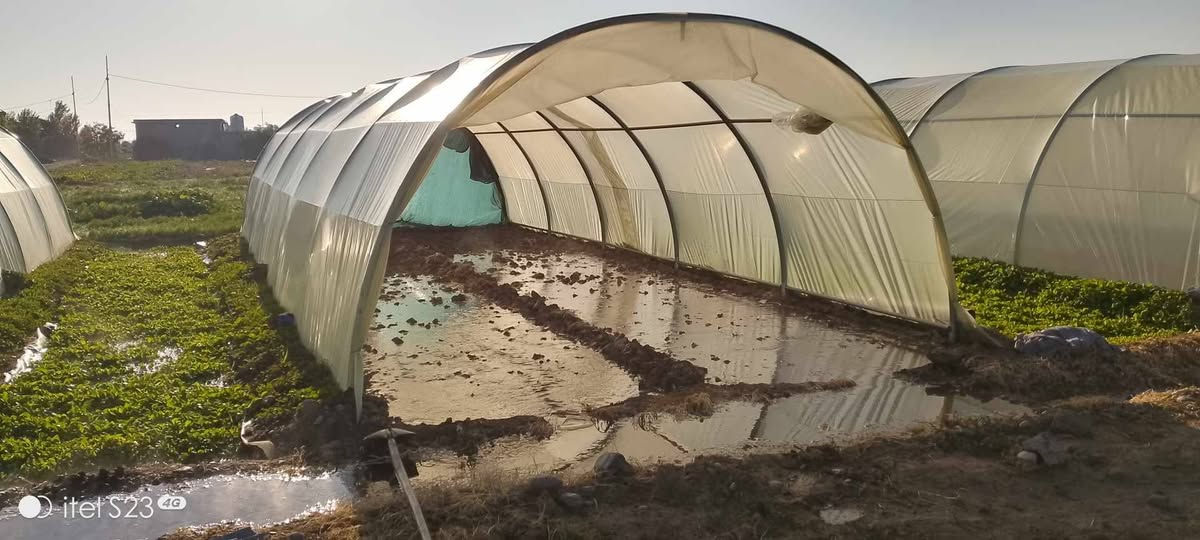 هەیکەلی ئاسنی ٦بە٤، بەردەستە بە تاک و کۆ بەهەرزانترین  نرخ و باشترین کوالێتی وە گەیاندنێکی خێرا و هەرزان

🔸 بەکاردێت بۆ بواری مەڕ و ماڵات🐐🐑
🔹 بەکاردێت بۆ بواری کشتوکاڵ🌾☘️🌷
🔸 بەکاردێت وەک گەراجی سەیارە🚗
🔹بەکاردێت بۆ ناو باخ و دەشت و دەر وەک شوێنی مانەوە و کۆگا 🏠☔
🔸بەکاردێت بۆ ڕاگرتنی پەلەوەر

درێژی بەپێی خواستە و پانی جێگیرە ، قەوسەکان دوو پارچەن و دژە ژەنگن و هەمووی تێک هەڵکێشە و دانانی خێرایە
بۆ زانینی نرخ و شوێن ژمارە 1 بنووسە 💰💰
بۆ داواکردن هەر ئێستا پەیوەندی بکەن
*********** viber & whatsapp
***********
***********
ــــــــــــــــــــــــــــــــــــــ
هیکل حدید قیاس 6×4 جدید موجود لجملە والمفرد
عرض 4م ، طول 6م ، ارتفاع 2.20
للتعرف السعر والموقع تکتب تعلیق 💰💰
