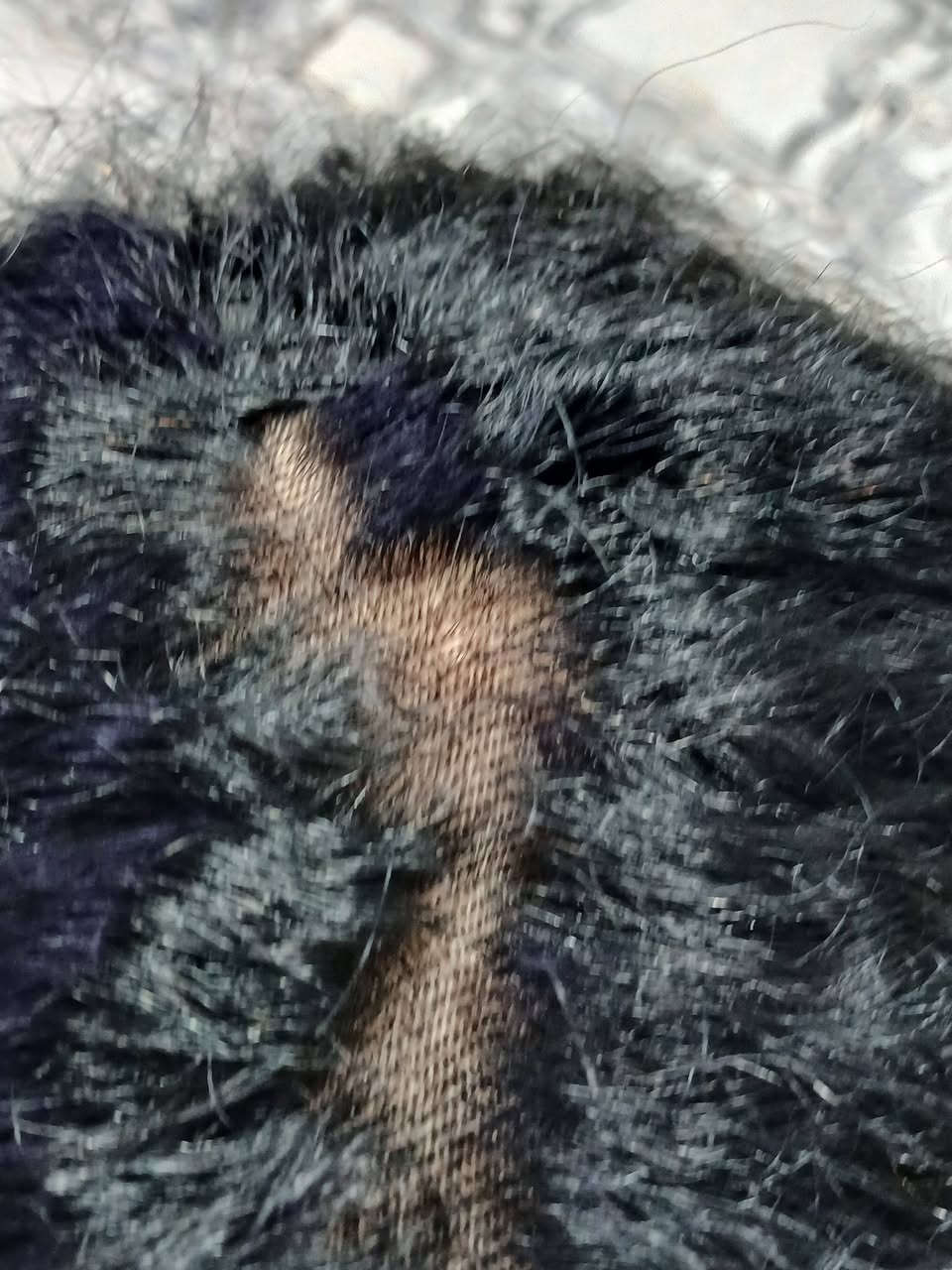 باروكه شعر طبيعي شرط فحص طول ٨٠


**إذا كنت صاحب هذا الإعلان وتريد حذفه لأي سبب، رجاءا أرسل رسالة إلى الدعم الفني**