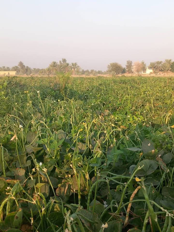 بذور لوبيا اربيليه غزاره في الحمل المكان بابل ***********
