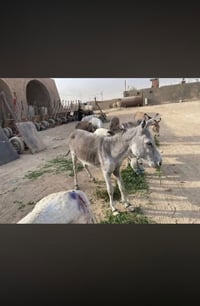 مطايه للبيع • مطايا • حيوانات عمل • حمار • بغل • دواب • حمير • بغال