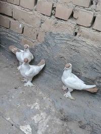 حمام زينه • چياكي • صحة ونشاط