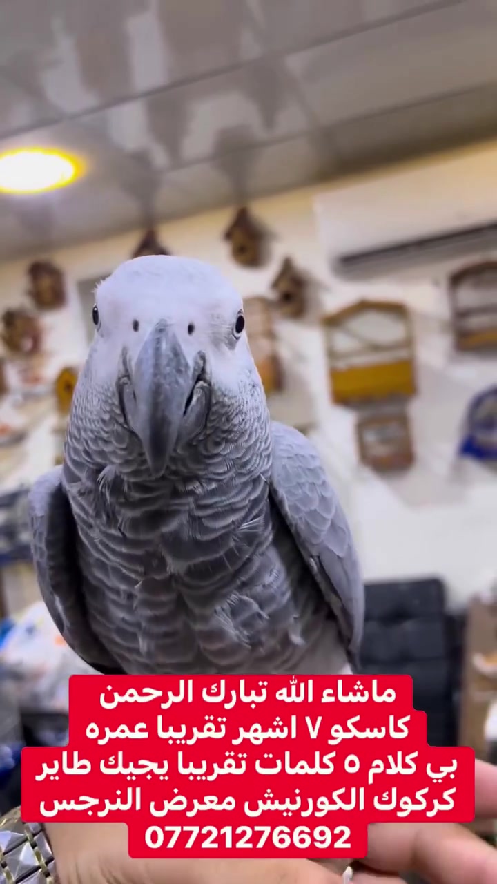 ماشاء الله فول اليف بي ٥ كلمات تقريبا عمره من ٧ الى ٨ اشهر يجيك طاير جنح كامل يصعد نضامي بدون عضه نهائيا العنوان كركوك الكورنيش التوصيل موجود حسب التفاق ***********
