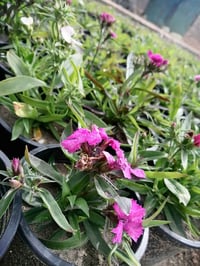 مشتل حديثة • موسميات • قرب البريد