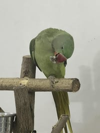 دره نيبالي عمره 8 اشهر اليف جدا 07701276800