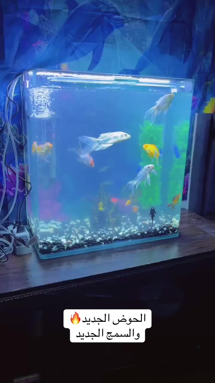 يوجد حوض للبيع العرض 60سانتيم ارتفاع60
مع السمج والاناره وفلتر واكسجين وحصو واكل بسعر مناسب جدا ً 
العنوان/ اربيل عينكاوه
الرقم/ ***********
