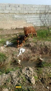 للبيع عنز وراها توم فحل ونثية للاستفسار الاتصال على 07823296262