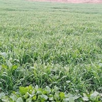 قضاء العزيزيه • ٨ دونم • طابو زراعي سند ٢٥