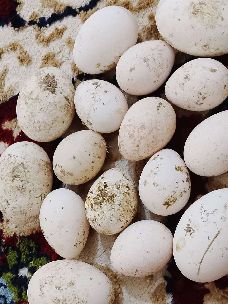 متاح بيض فسيفس عدد 10 وبيض بط كوبرا عدد 6 من هذا الحلال سعر البيضه الف مده الخزن يومين مكان كربلاء طويريج شراي يتصل ***********
