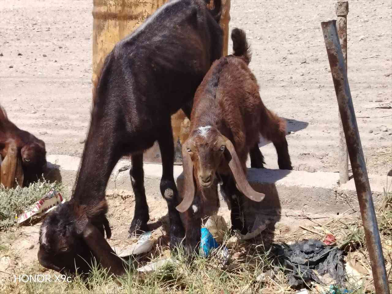 بسم الله تبارك الرحمن 
وين ليدور أصايل جذعه شاميه سوريه أول بطن شرط وراه جدي سوري خشانه حلو حاله زين كامله مواصفات الجنيه مال بيت حلوه ومعالفه فول مواصفات جمه عيون بيض اذان طوال زوادات ماشالله عليه سعر خاص اوتصال ع رقم مكان الانبار حديثه *********** وبي واتساب وحياكم الله
