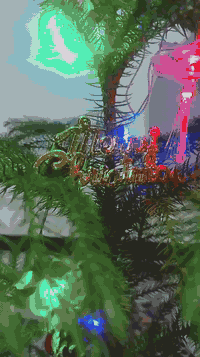 شجرة الميلاد مو بس زينة…
 لما تكون طبيعية تصير إحساس ✨🎄
أريكاريا مزينة بحب وبساطة، لتكمل أجواء العيد بدفء وطبيعة.
للحجز المسبق ولتفاصيل أكثر مراسلة الصفحة واتساب ***********
