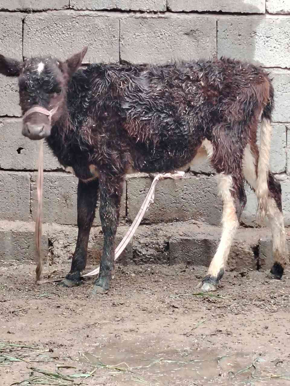 السلام عليكم
للبيع حوليه جنس ترهم ربط وجنيه عمرها ٤ أشهر وشرط النصاحه السعر 725 وبيها مجال قليل الاستفسار الاتصال على الرقم *********** // ***********
